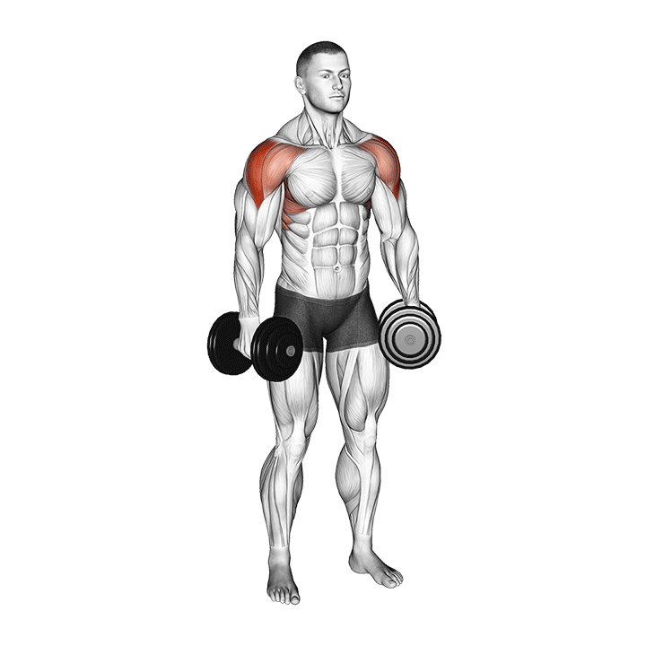 Lateral Raises for Broad Shoulders